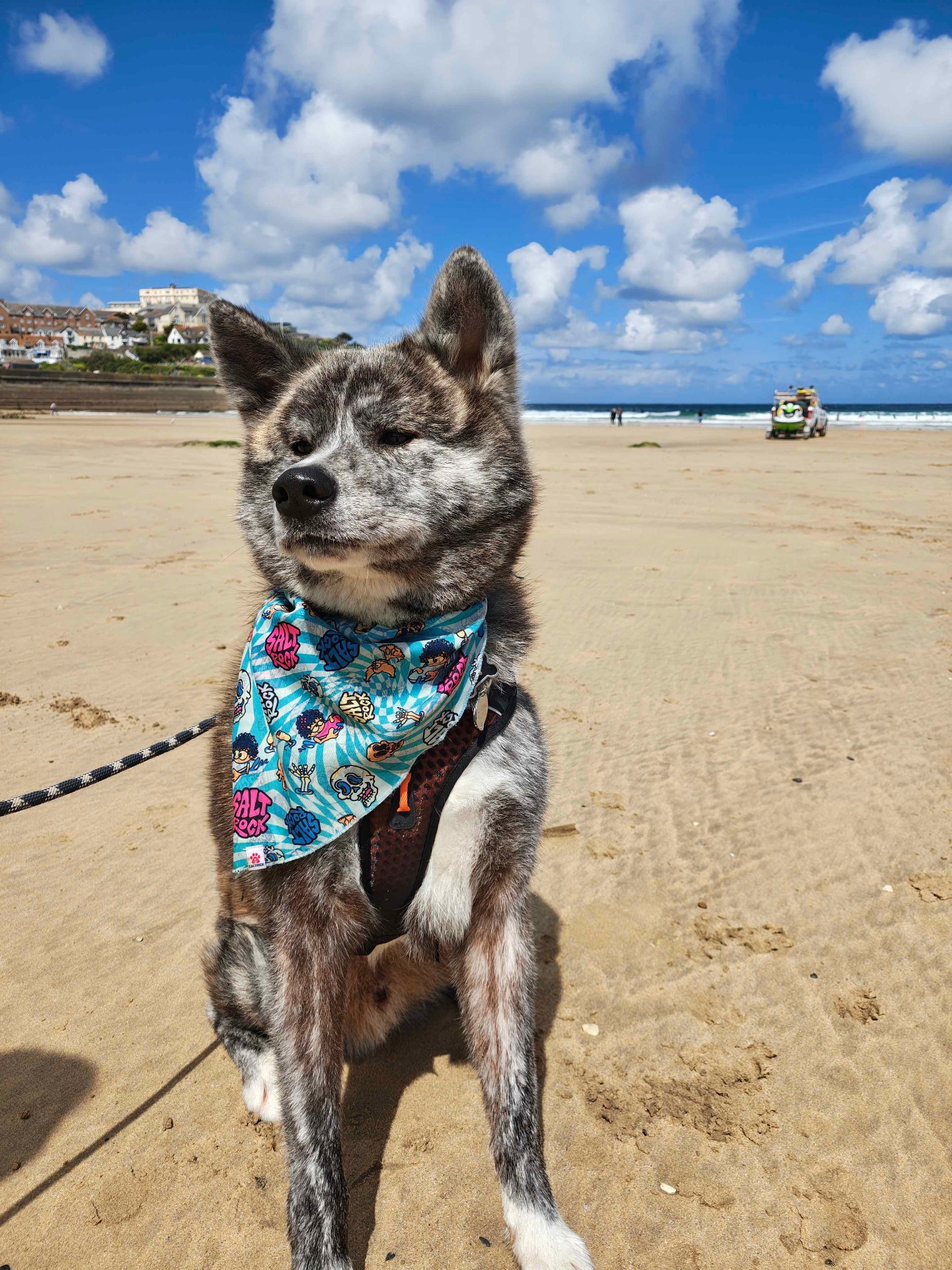 Akita on the beach