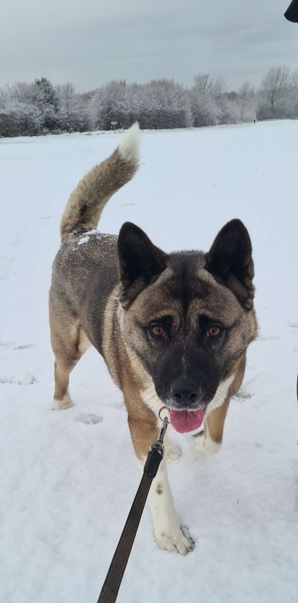 American Akita