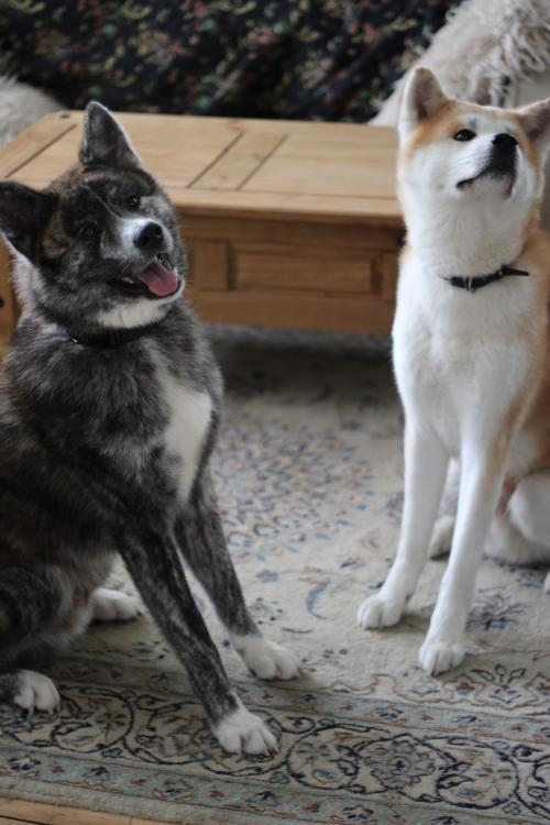 Japanese Akita (Akita Inu)