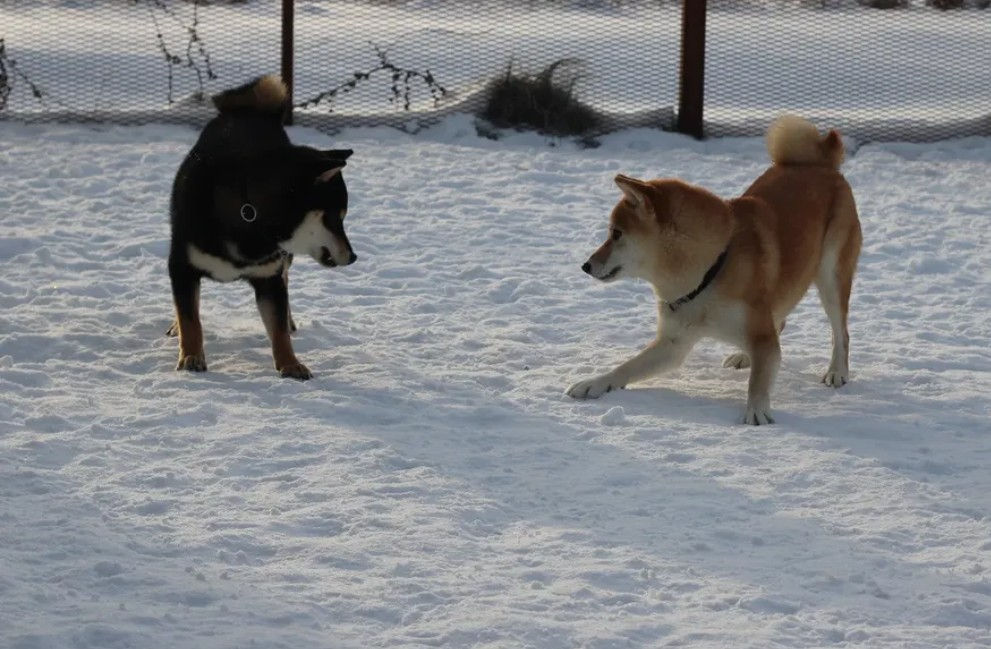 Shiba Inu