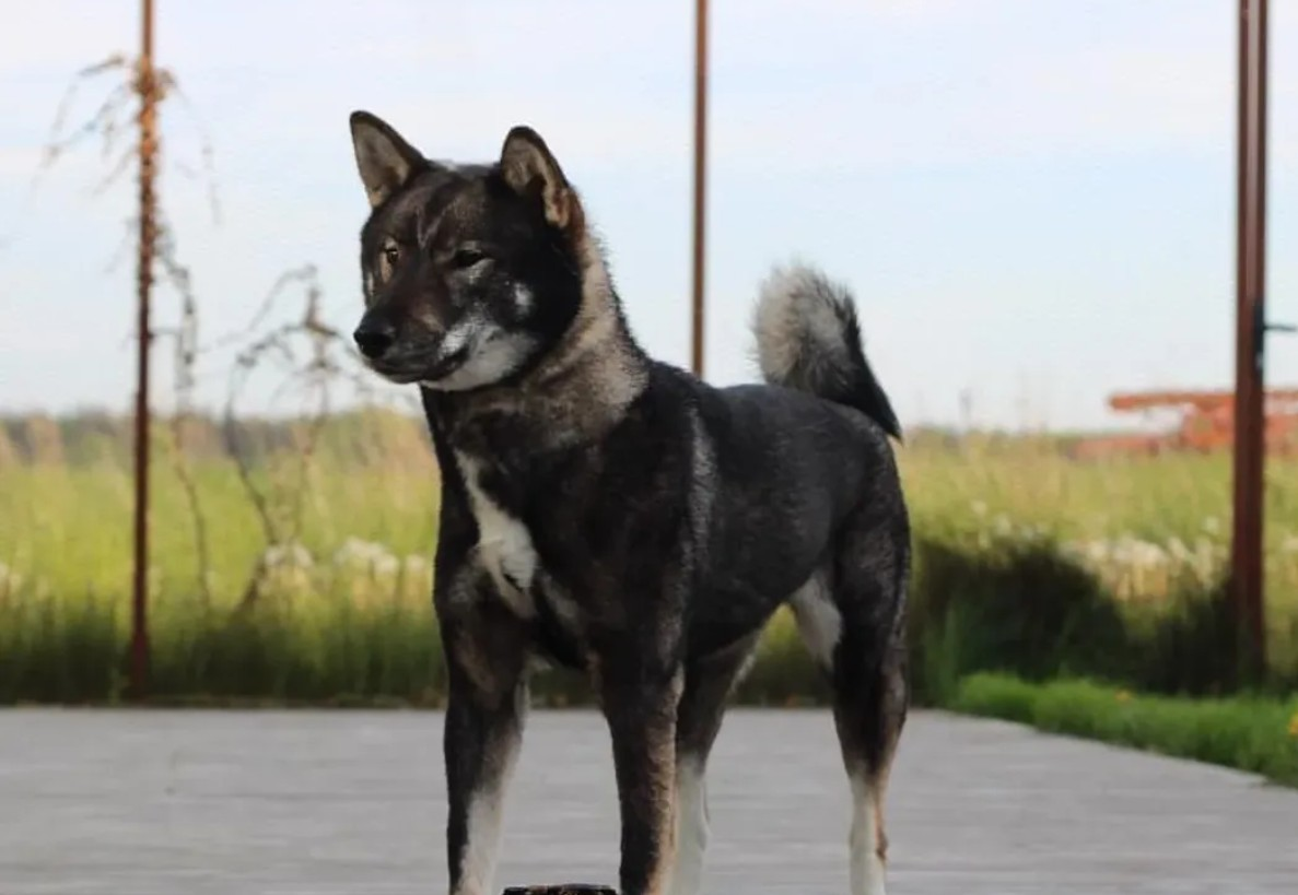 Shikoku Ken